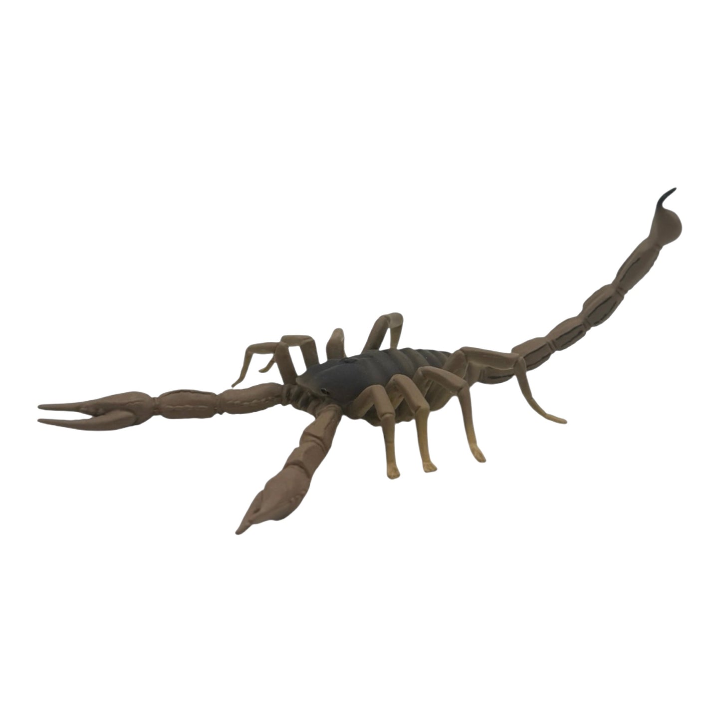 Scorpion (Safari)