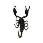Vietnam Forest Scorpion