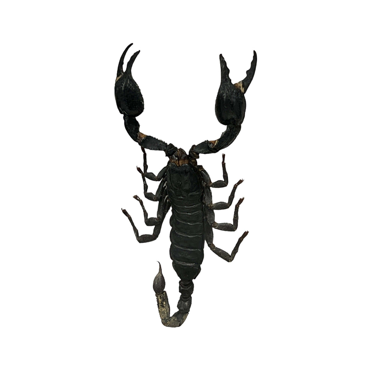 Vietnam Forest Scorpion