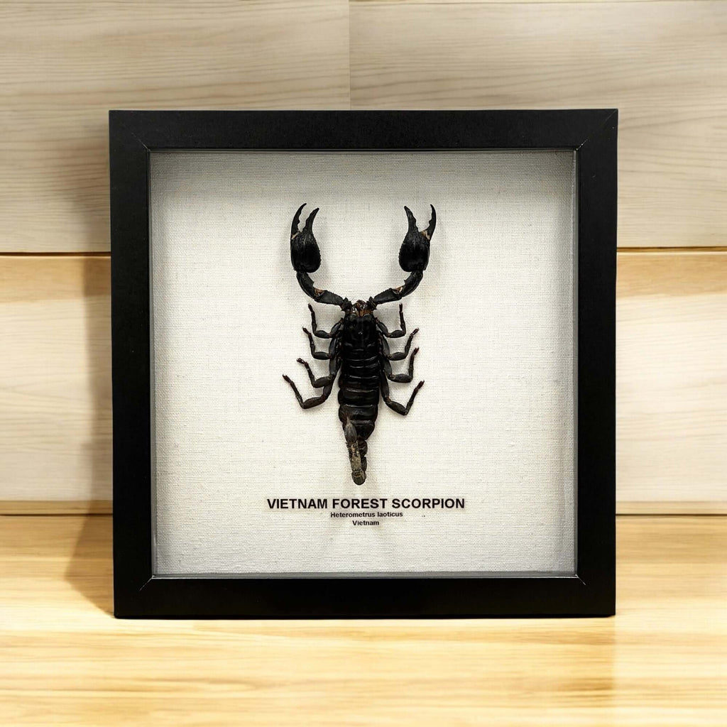 Vietnam Forest Scorpion