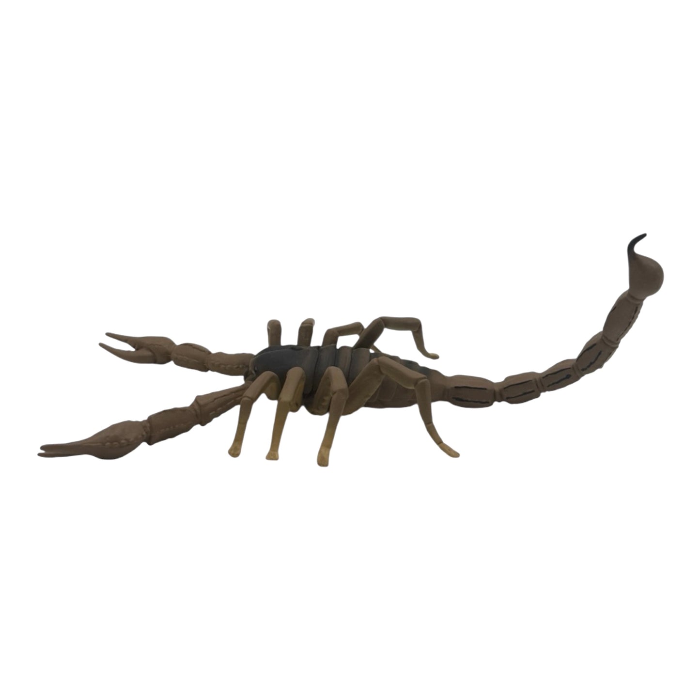 Scorpion (Safari)