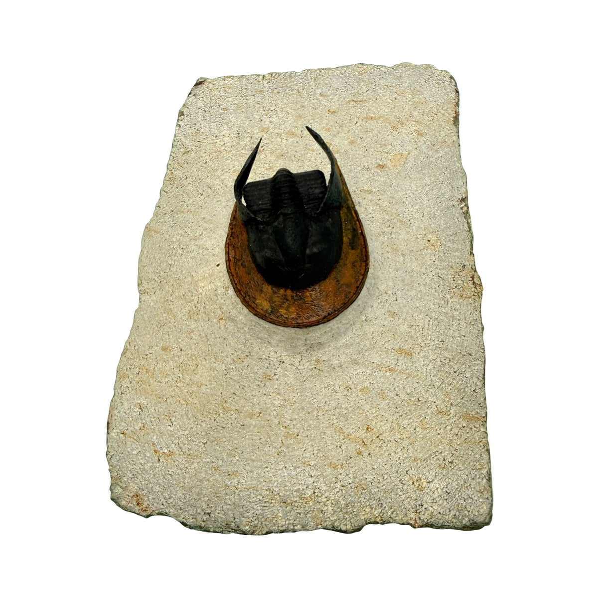Scotoharpes Trilobite (2" on 5.25 x 3.75" Matrix)