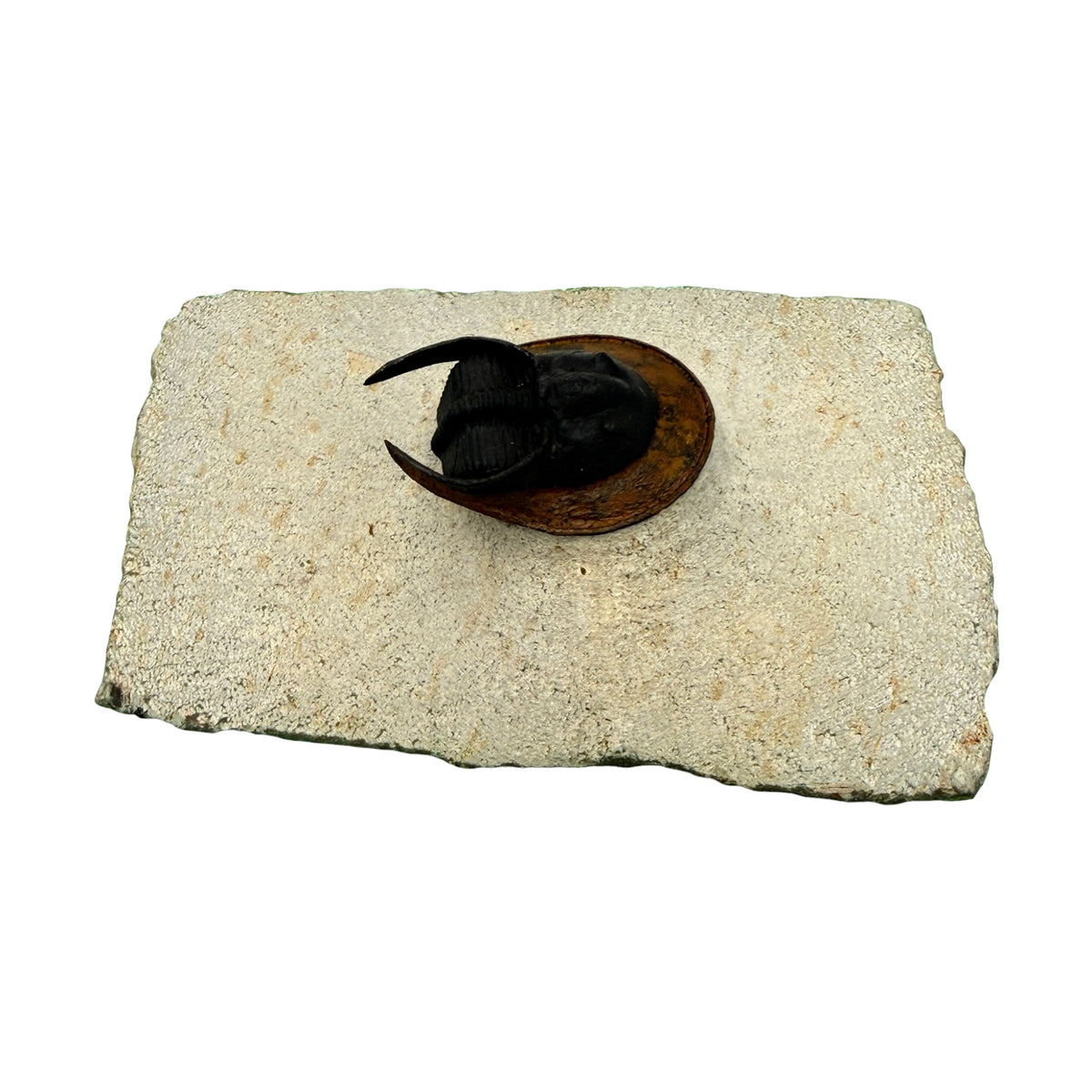 Scotoharpes Trilobite (2" on 5.25 x 3.75" Matrix)
