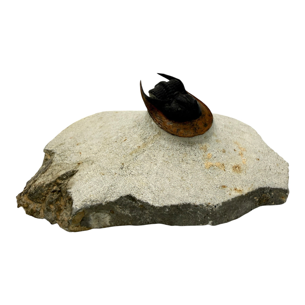 Scotoharpes Trilobite (2" on 6 x 4" Matrix)