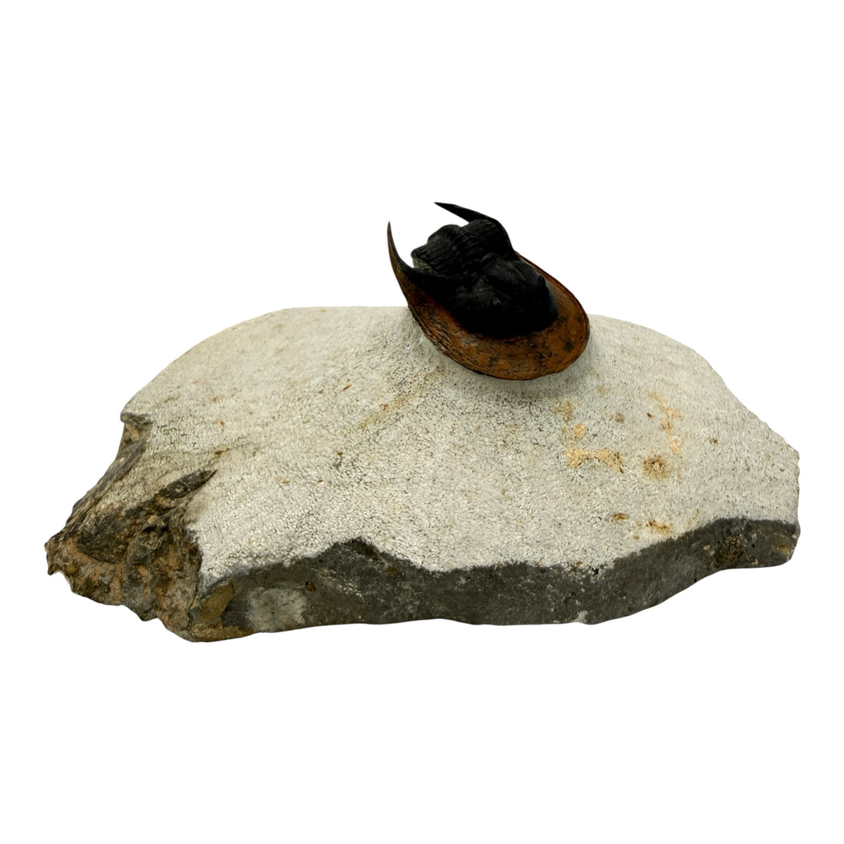 Scotoharpes Trilobite (2" on 6 x 4" Matrix)