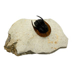 Scotoharpes Trilobite (2" on 6 x 4" Matrix)