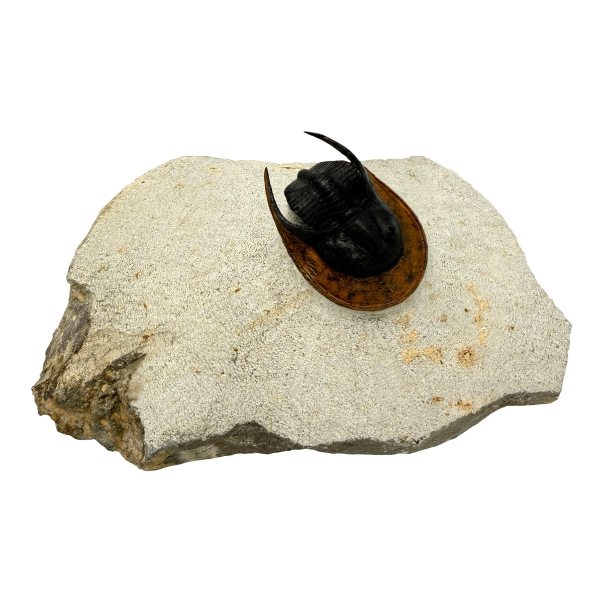 Scotoharpes Trilobite (2" on 6 x 4" Matrix)