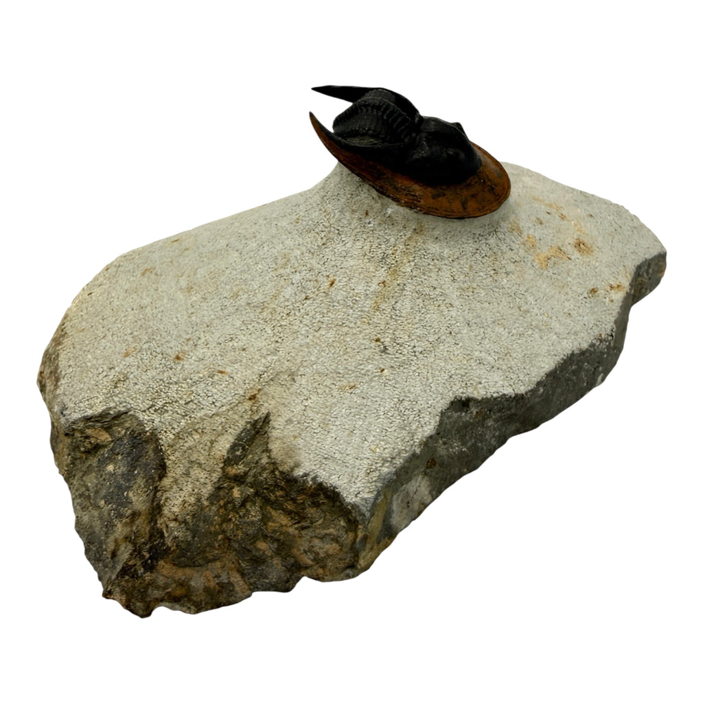 Scotoharpes Trilobite (2" on 6 x 4" Matrix)