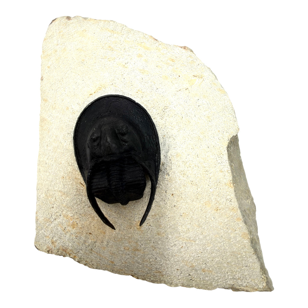 Scotoharpes Trilobite (2" on 4.5 x 4" Matrix)