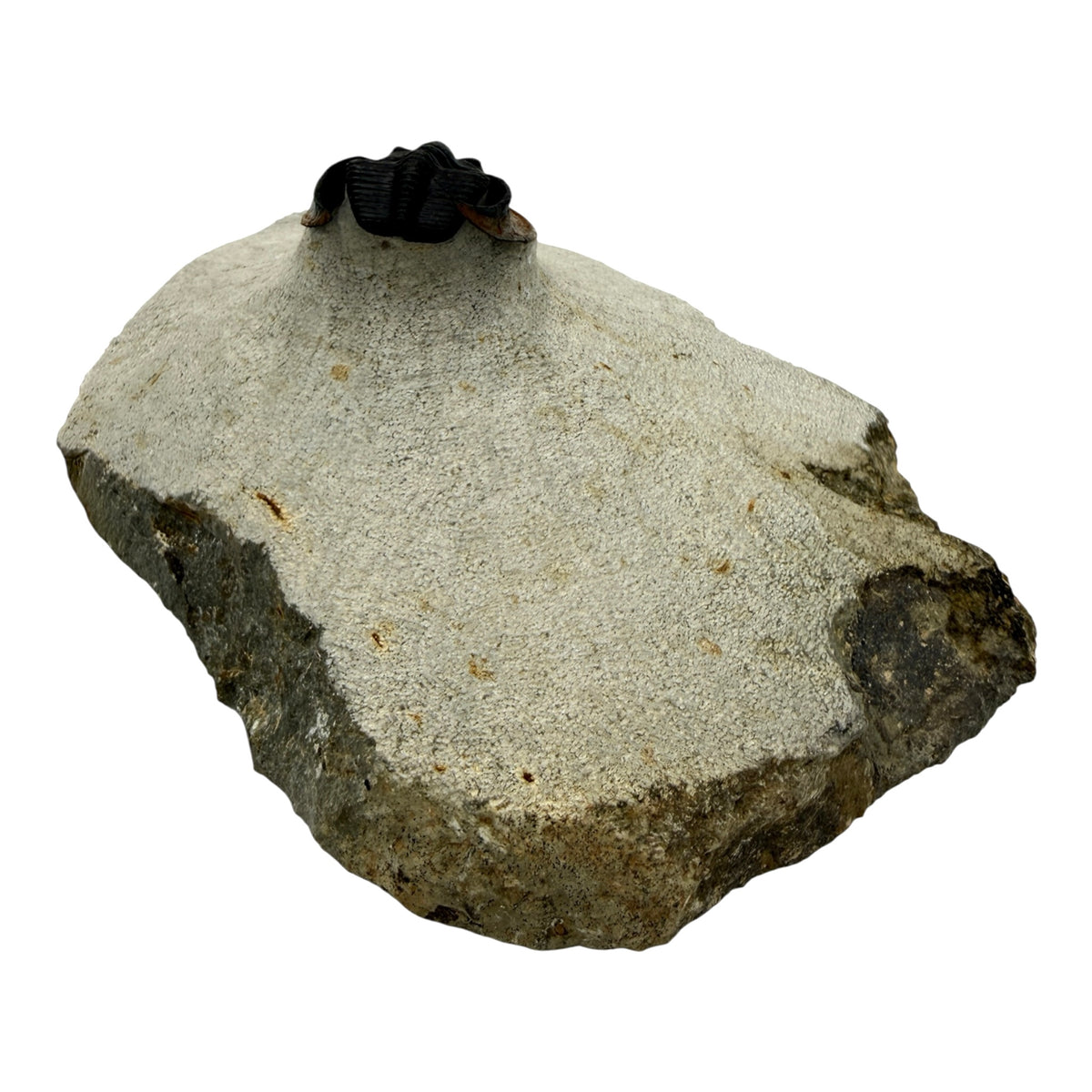 Scotoharpes Trilobite (2" on 6 x 4" Matrix)