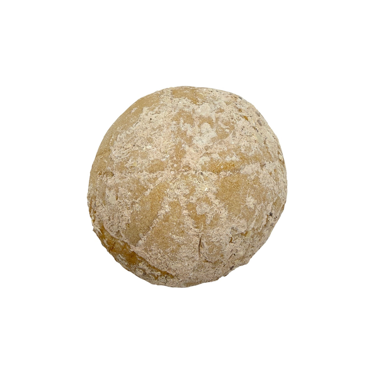 Fossil Sea Biscuit