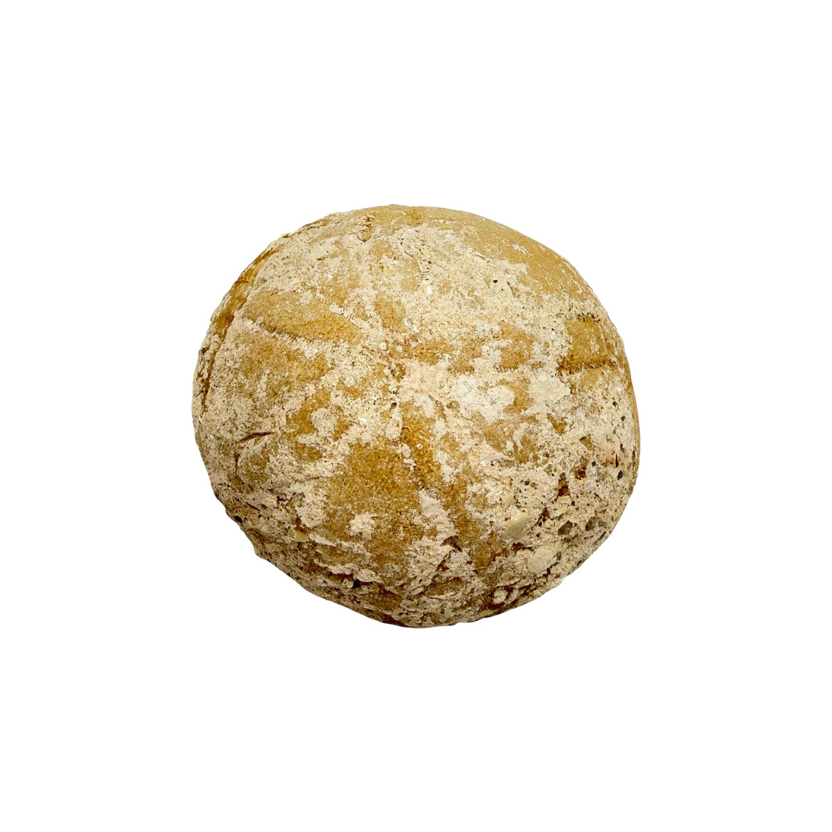 Fossil Sea Biscuit
