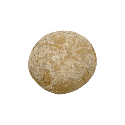 Fossil Sea Biscuit