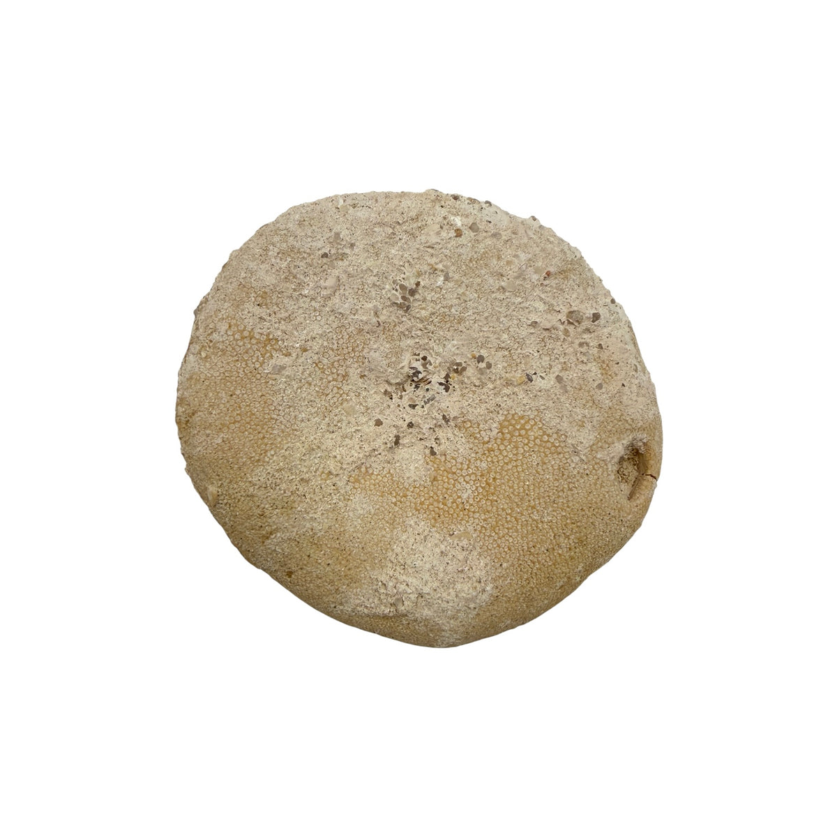 Fossil Sea Biscuit