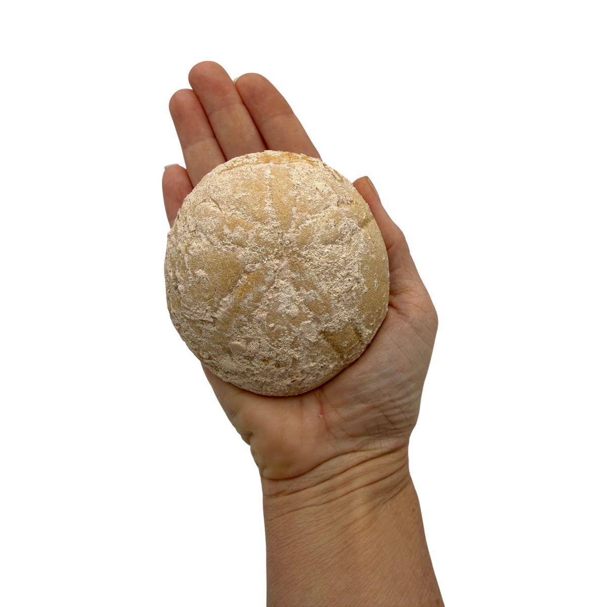 Fossil Sea Biscuit
