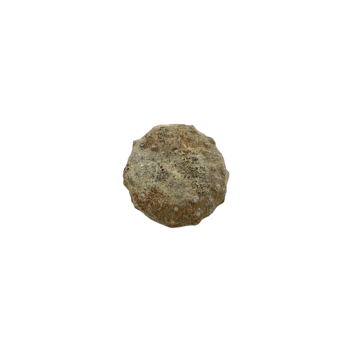 Sea Urchin Fossil