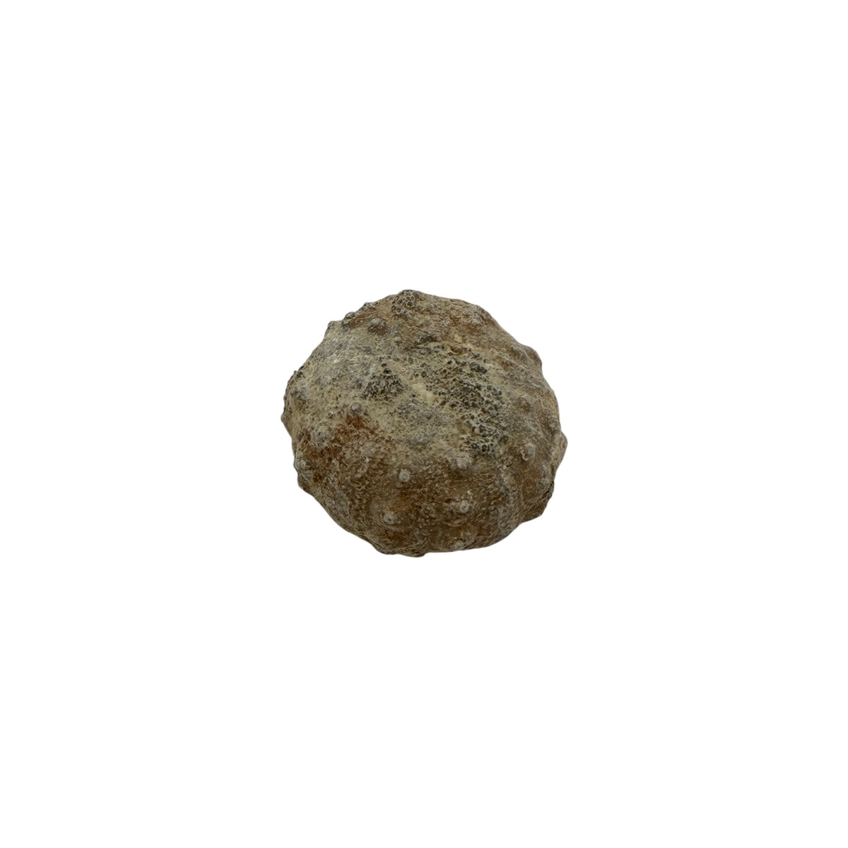 Sea Urchin Fossil