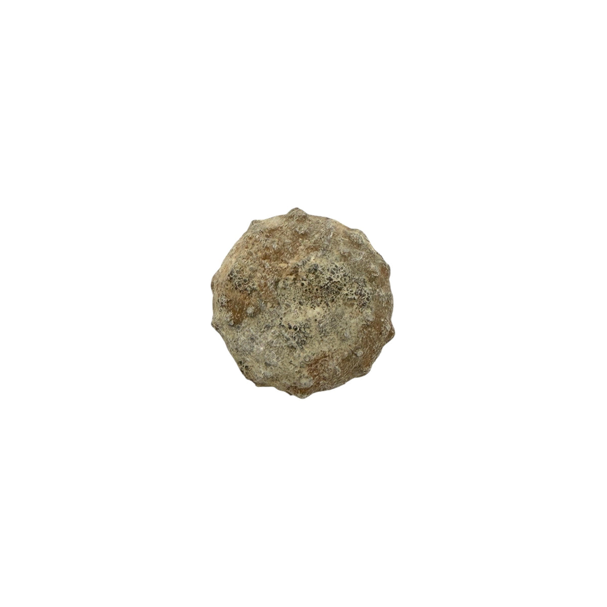 Sea Urchin Fossil