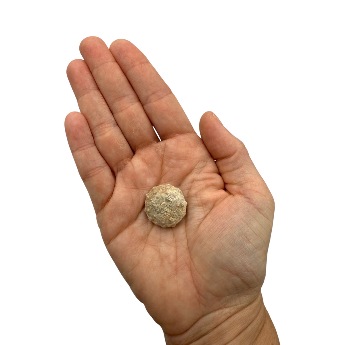 Sea Urchin Fossil