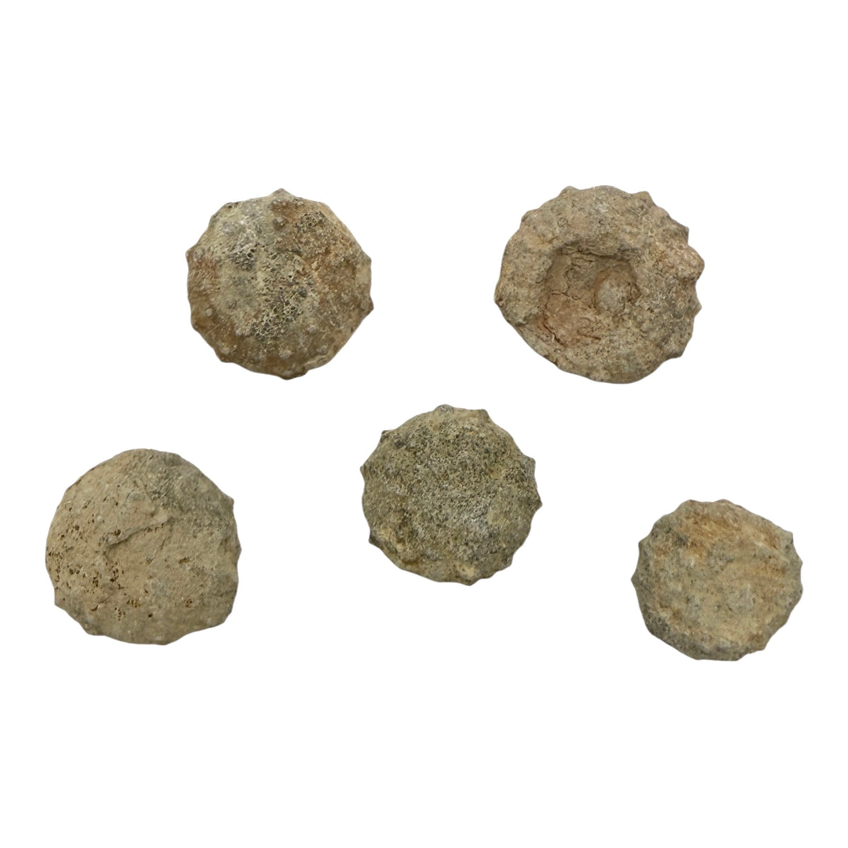 Sea Urchin Fossil