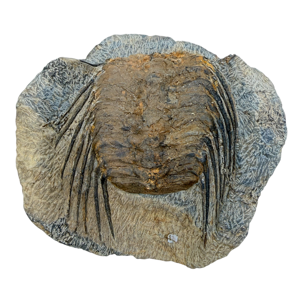 Selenopeltis Trilobite