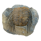 Selenopeltis Trilobite