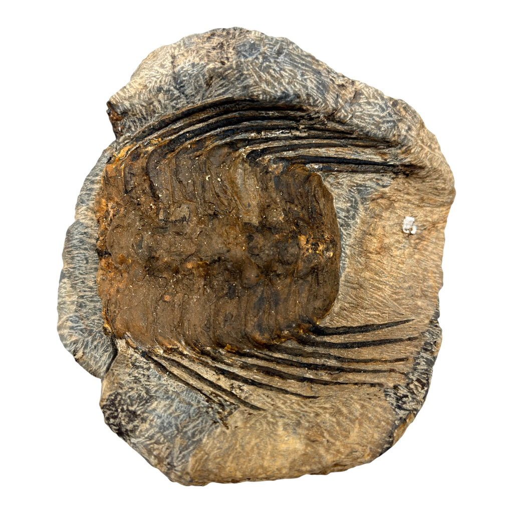 Selenopeltis Trilobite