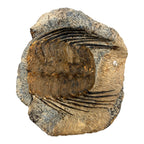 Selenopeltis Trilobite