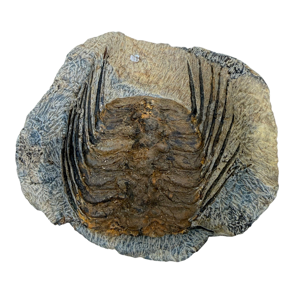 Selenopeltis Trilobite