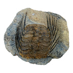 Selenopeltis Trilobite