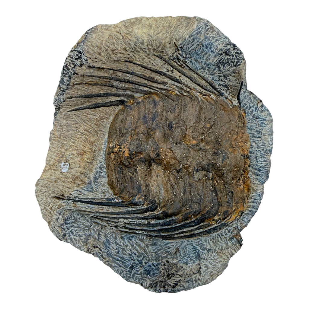 Selenopeltis Trilobite