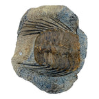 Selenopeltis Trilobite
