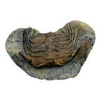 Selenopeltis Trilobite