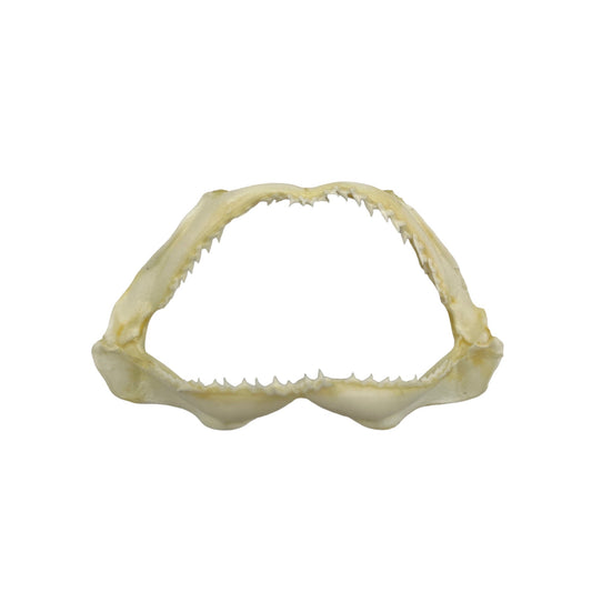 Shark Jaw (3-5")