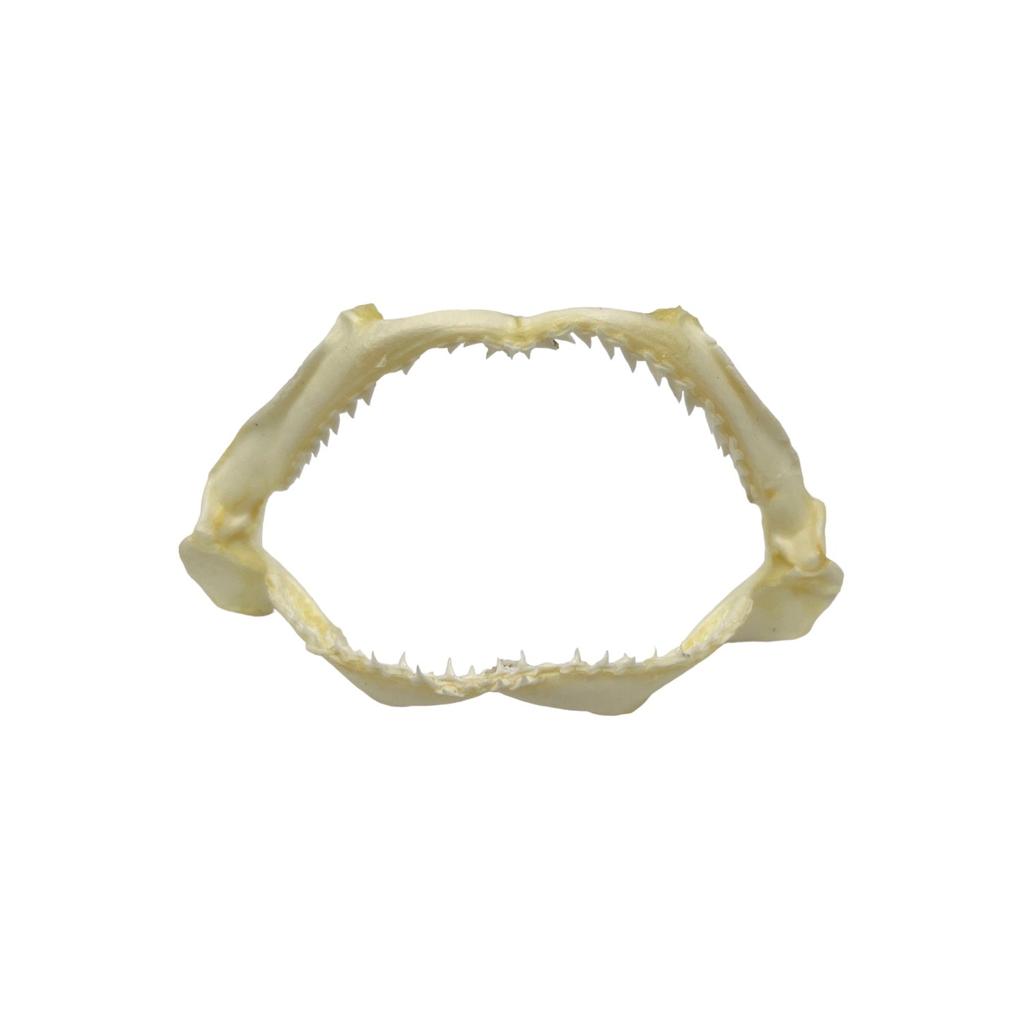 Shark Jaw (3-5")