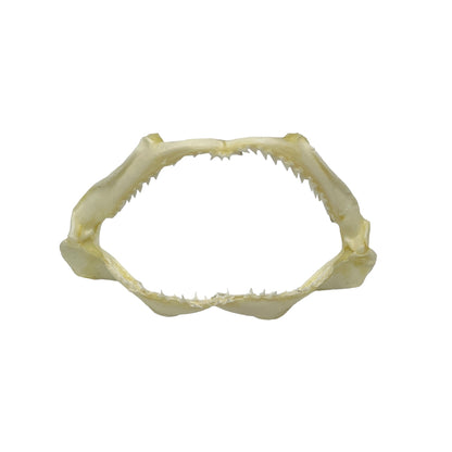 Shark Jaw (3-5")