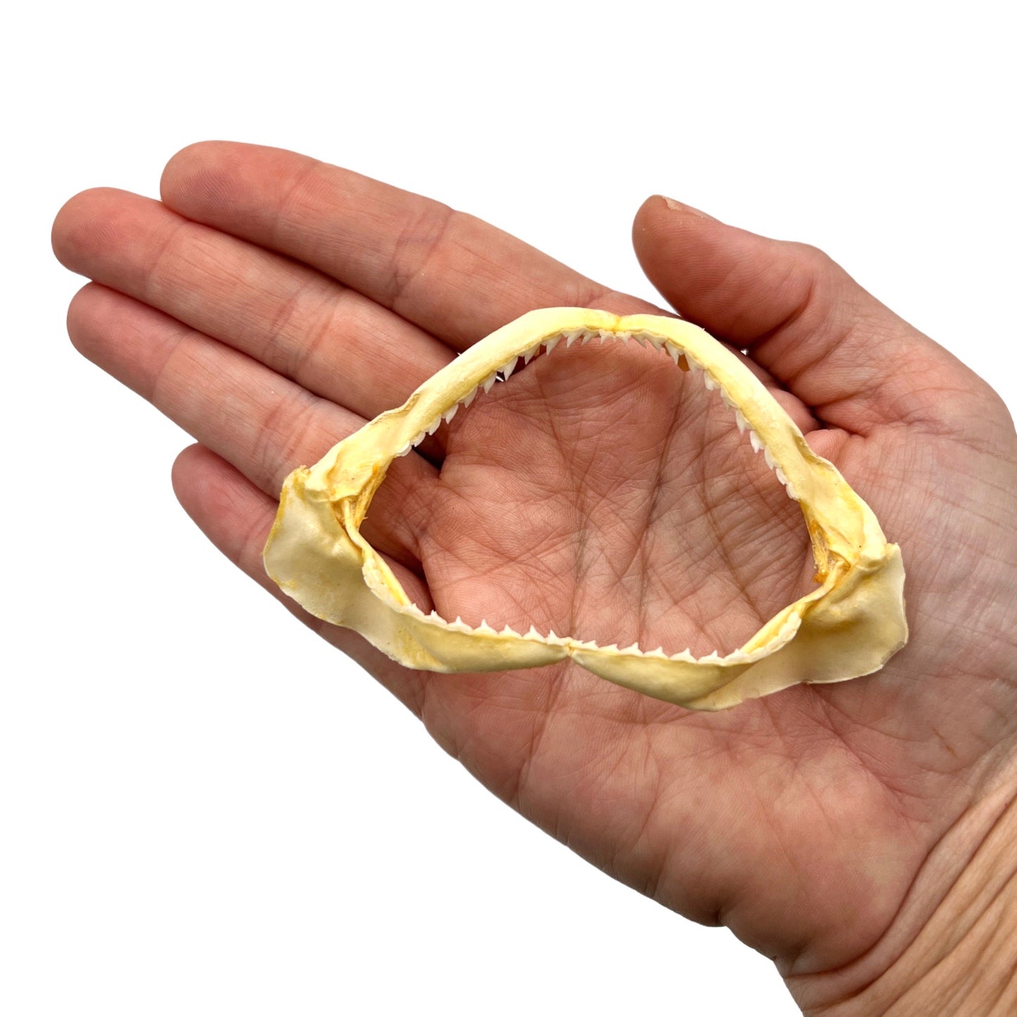 Shark Jaw (2-3")