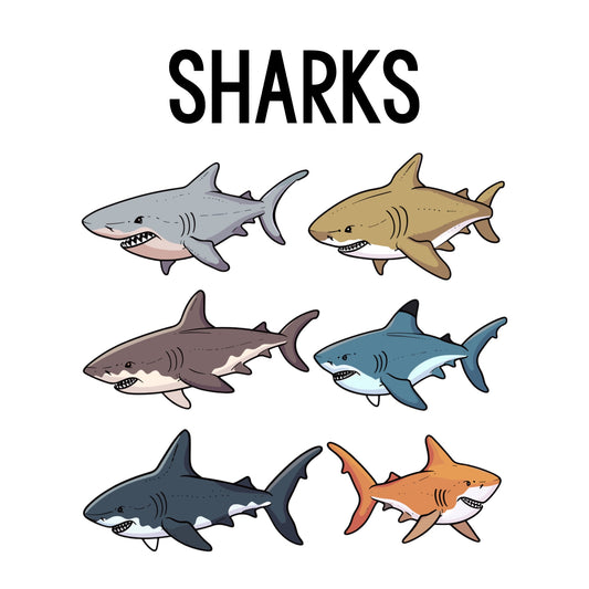 Shark Class