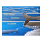 Sharks: A 400 Million Year Journey