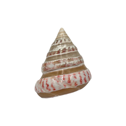 Strawberry Top Banded Shell