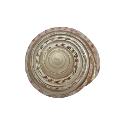 Strawberry Top Banded Shell