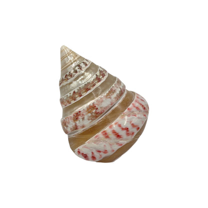 Strawberry Top Banded Shell