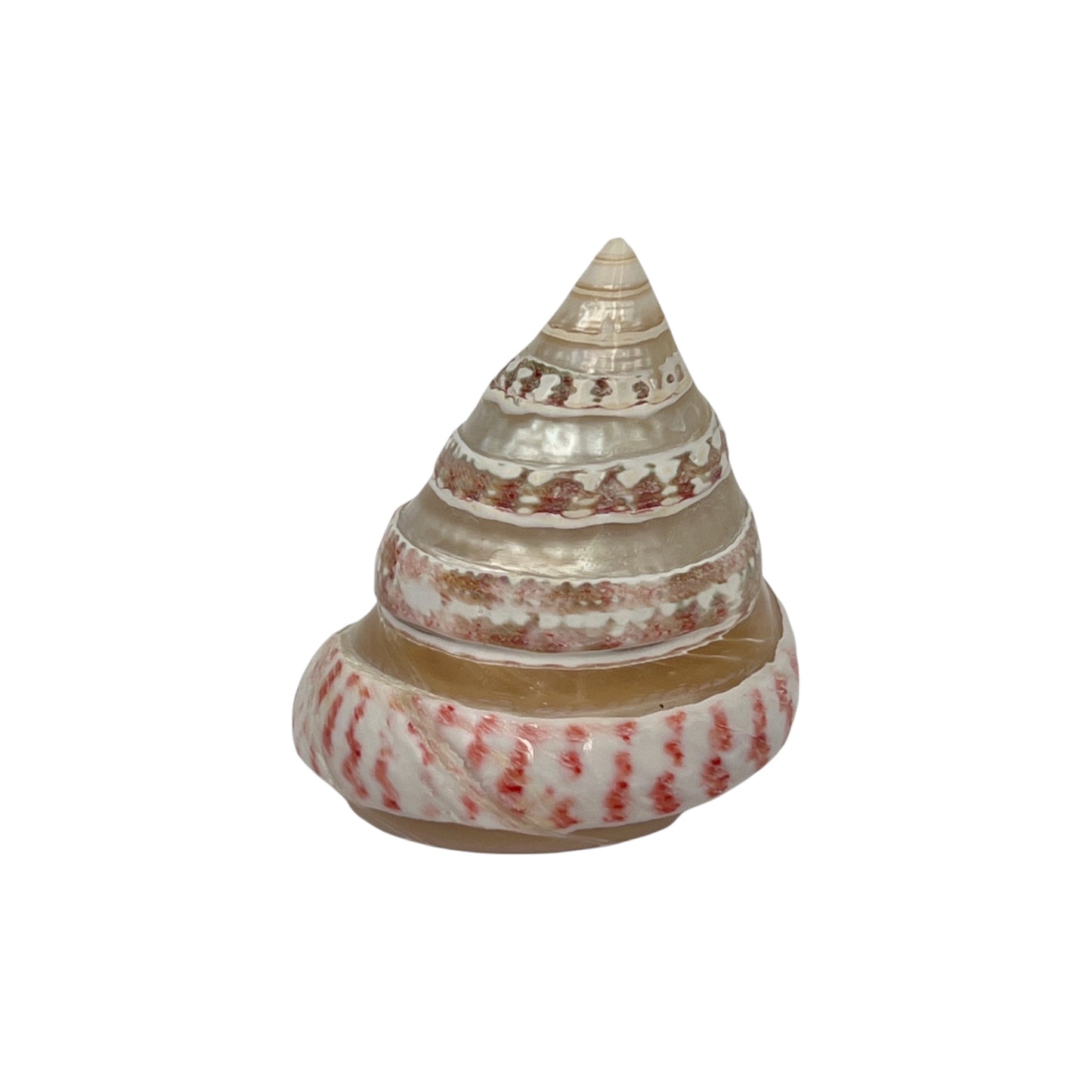 Strawberry Top Banded Shell