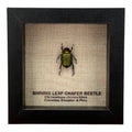 Shining Leaf Chafer Beetle
