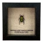 Shining Leaf Chafer Beetle