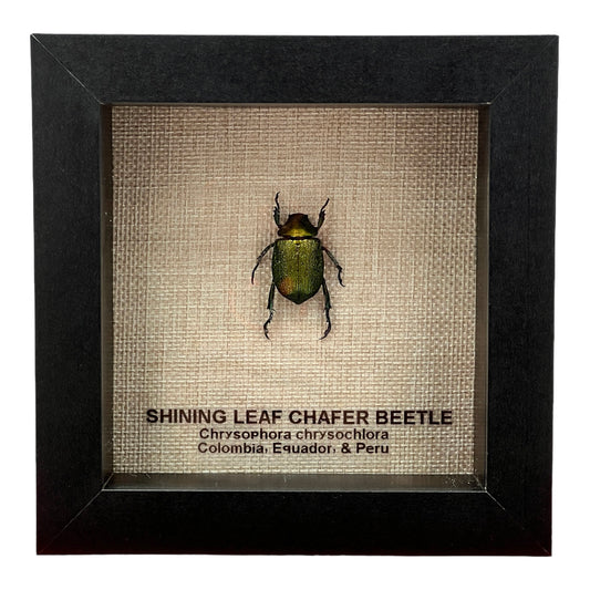 Shining Leaf Chafer Beetle