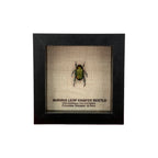 Shining Leaf Chafer Beetle