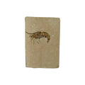 Fossil Shrimp (Carpopenaeus)