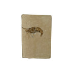 Fossil Shrimp (Carpopenaeus)