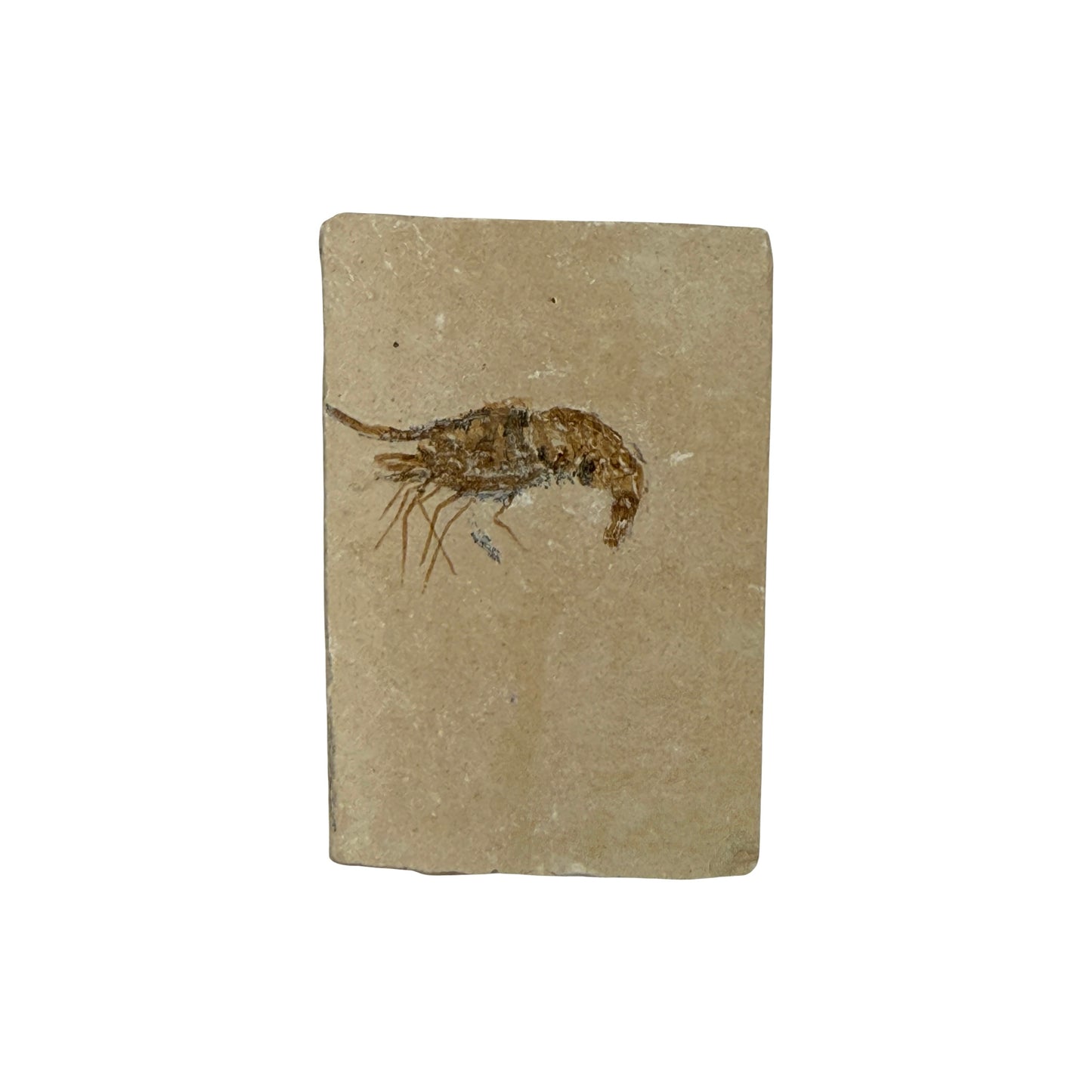 Fossil Shrimp (Carpopenaeus)